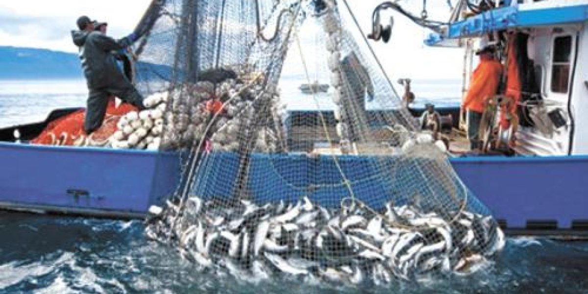 Российская рыба прорывает санкции: Европа и Япония наращивают закупки Российская рыба прорывает санкции: Европа и Япония наращивают закупки