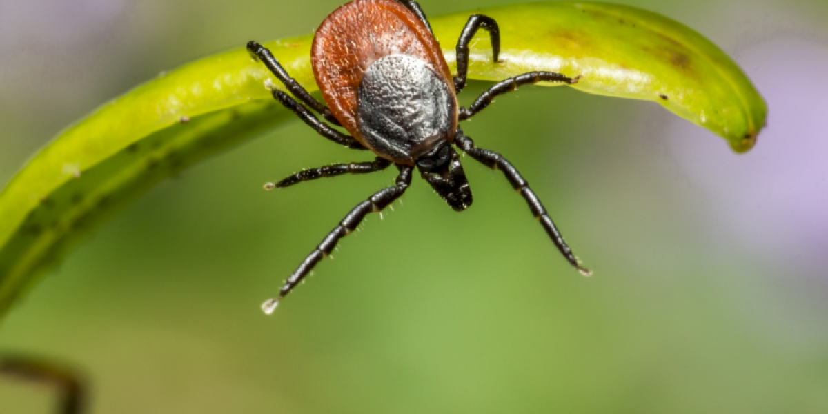 «Проснутся голодными»: из-за рекордных снегопадов клещи атакуют россиян уже в апреле «Проснутся голодными»: из-за рекордных снегопадов клещи атакуют россиян уже в апреле